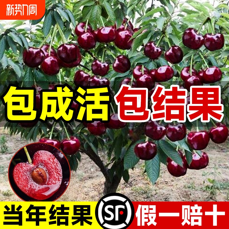 正宗车厘子树苗大樱桃树苗果树果苗嫁接矮化盆栽水果树南方北种植