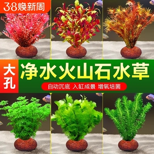 鱼缸火山石水草植物造景专用真草水培蜈蚣草绿菊净化水质增氧养鱼