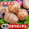 山东牛奶芋头大果净重4.5斤