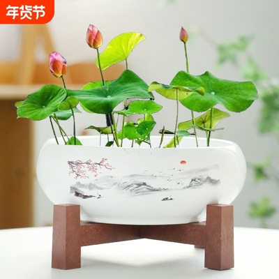 水仙花盆陶瓷铜钱草水培睡莲碗莲金钱草专用盆缸无孔大带底座客厅