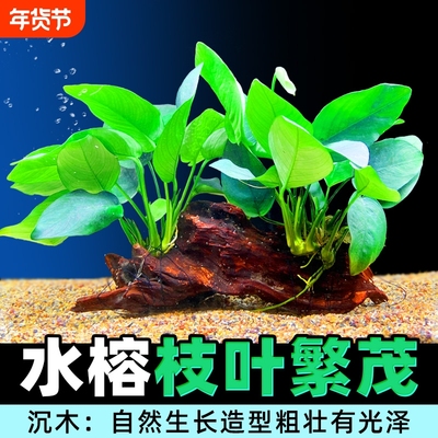 水榕沉木水草鱼缸造景植物增氧