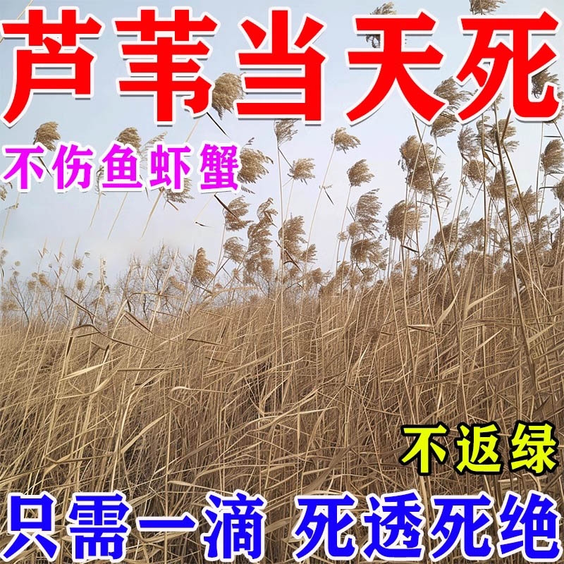 芦苇烂根一扫光不复发