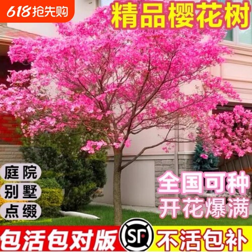 樱花树苗庭院大树日本晚樱南北方种植花卉盆栽风景树关山吉野带花
