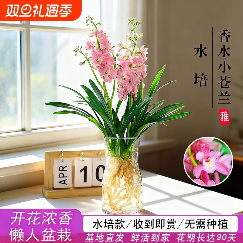 水培香水兰花苗粉桃|420人收藏