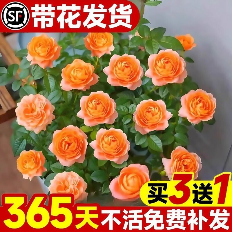 果汁阳台月季花苗盆栽带花苞四季开特大花卉玫瑰树苗鲜花植物室内
