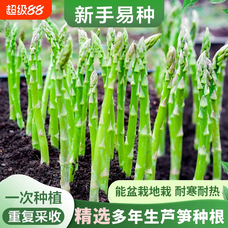 芦笋根苗绿色芦笋苗种子蔬菜苗阳台庭院盆栽多年生种植绿植可食用