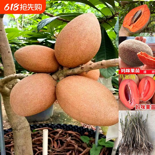 妈咪果树苗新品种嫁接马加纳洛里托树苗马梅南北方种植盆栽大果