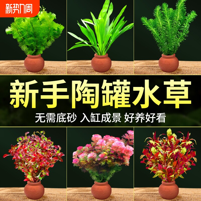 鱼缸小陶罐水草造景摆件增氧阴性水榕绿菊蜈蚣草净水定植水草套餐