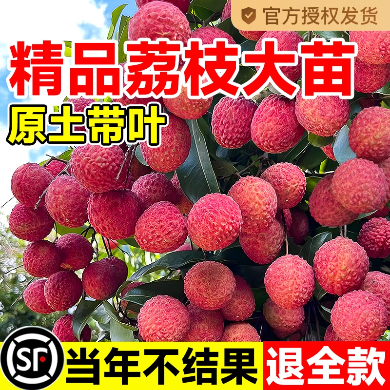 荔枝树苖无核桂味果盆栽妃