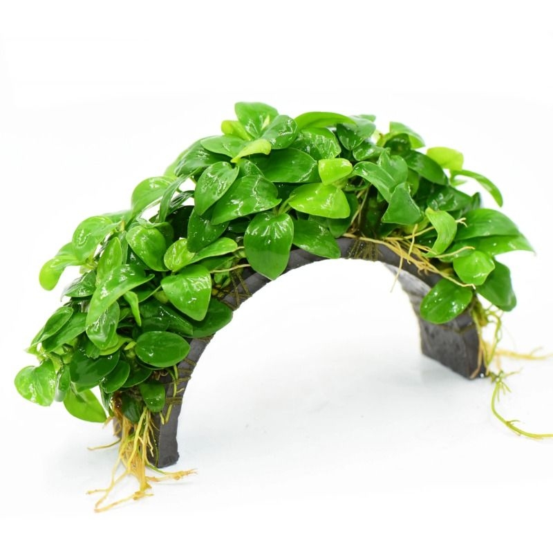 迷你黄金榕拱桥草鱼缸造景懒人水培增氧活体水榕阴性懒人水草植物