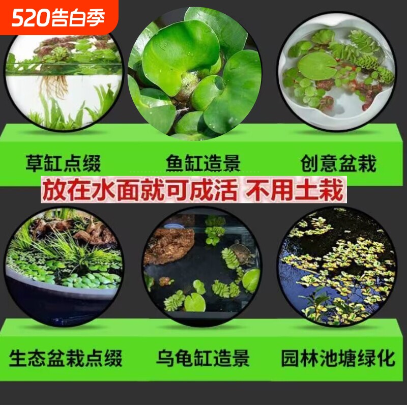 浮萍水草鱼缸水培植物古法养鱼水葫芦水芙蓉圆心萍造景生态水生