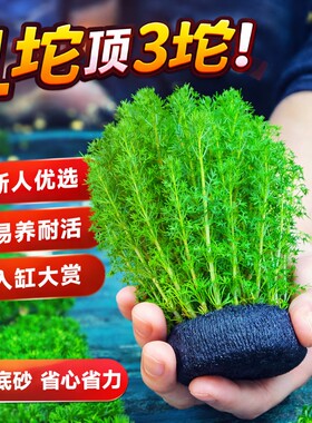 绿菊蜈蚣草坨草鱼缸造景净水增氧