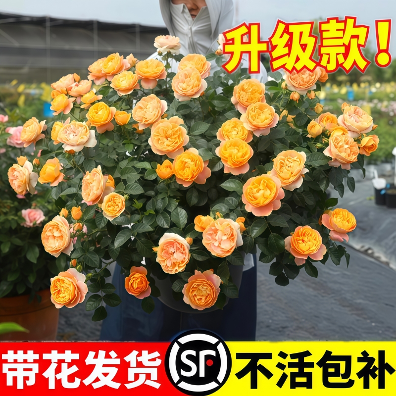 果汁阳台月季盆栽花苗特大花四季开花卉玫瑰带花苞阳台植物红果汁