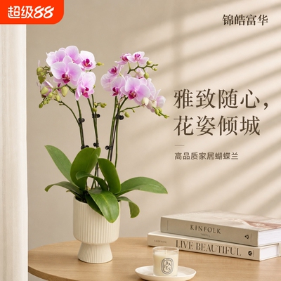 基地蝴蝶兰原盆带花新手友好家居