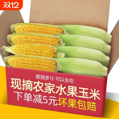 广东现摘大纯黄甜玉米10斤