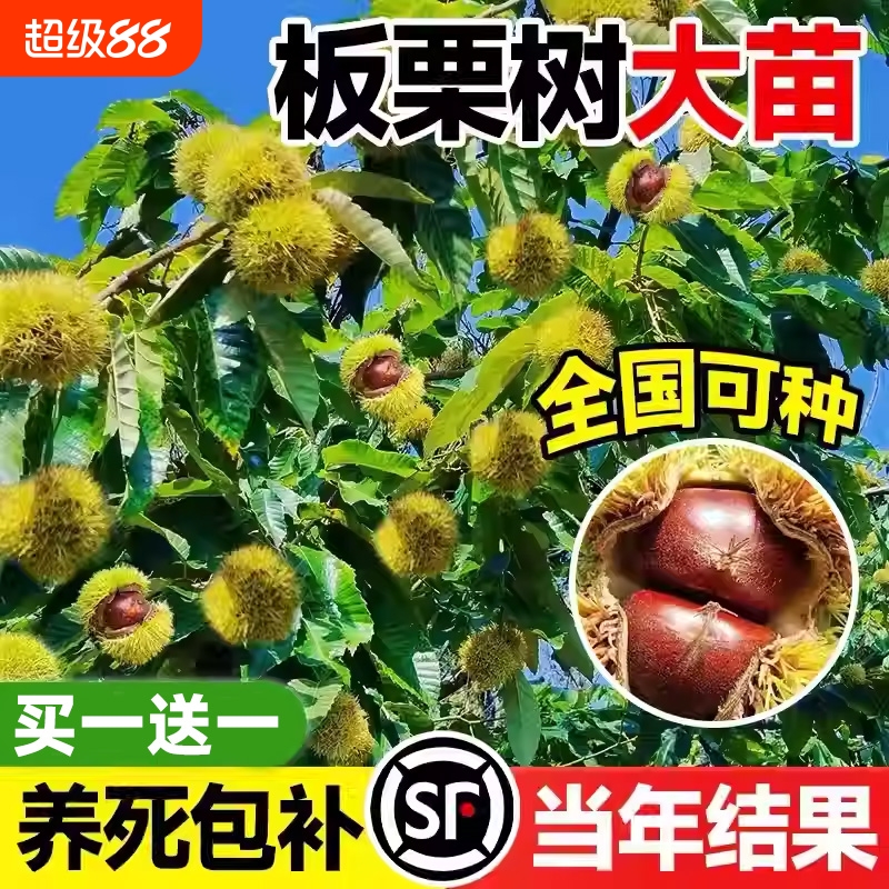 嫁接板栗树苗包成活不结果退全款