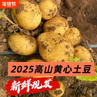 新鲜黄心2025新黄皮土豆现挖现发农家土豆整箱现挖现发不算大