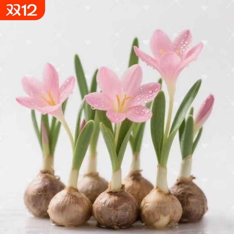 【水培新宠】室内水培风雨兰玻璃盆花卉绿植耐寒耐热水仙花