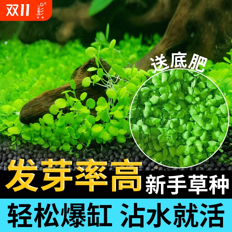 水草种子生态瓶鱼缸造景专用水草泥草籽对叶四季种植水培植物底部
