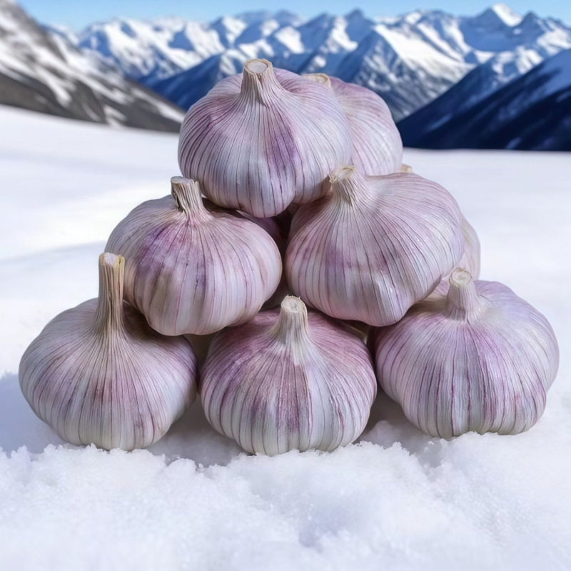 全靠抢山东紫皮大蒜头干蒜批发农家自种包邮新鲜红皮大蒜子种植