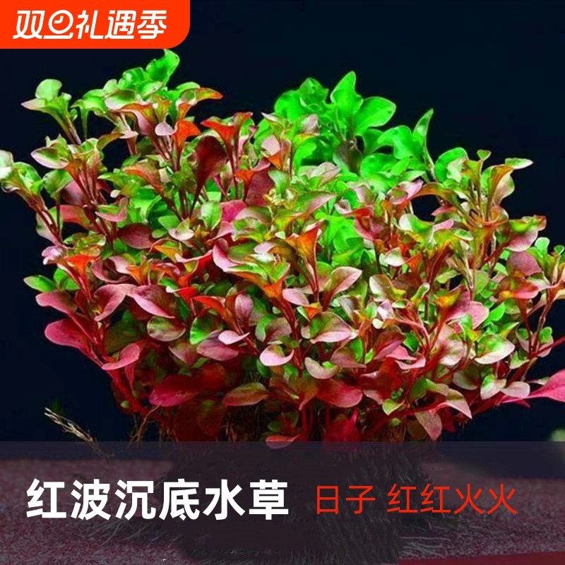 有茎类活体水草植物鱼缸新人红波水草红丁香红雨伞种底砂中后景草