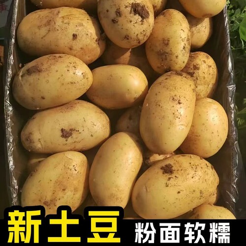 正宗贵州土豆现挖新鲜洋芋