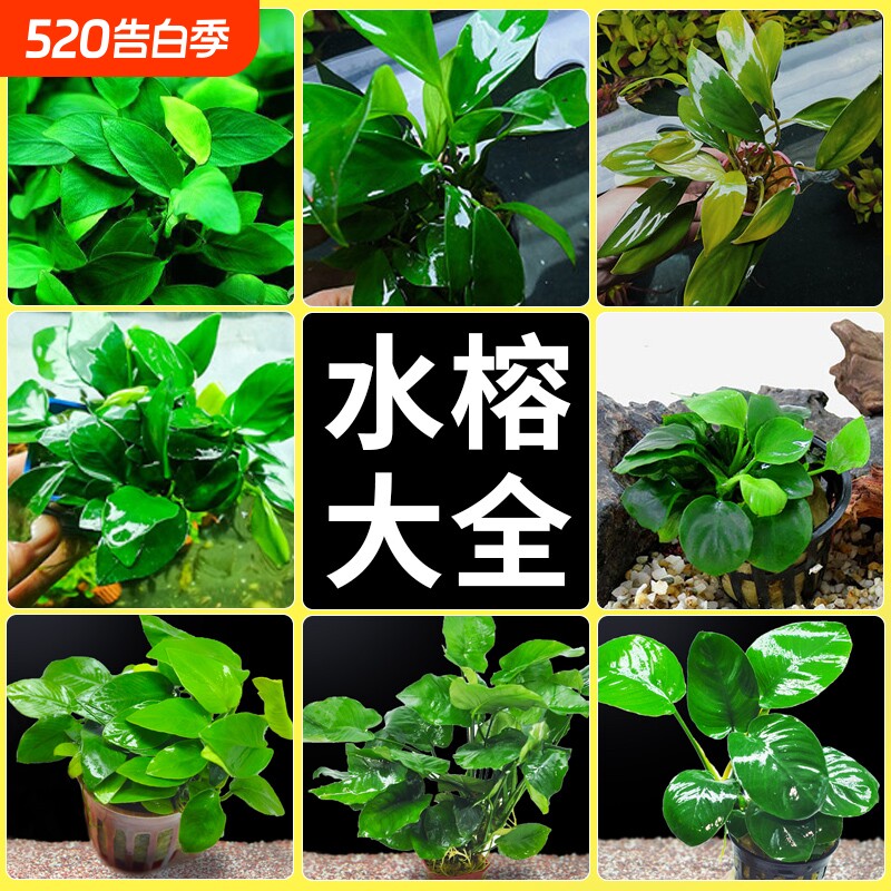 水榕水草沉木植物真草造景阴性养鱼鱼缸绿植细叶铁皇冠草大叶水质