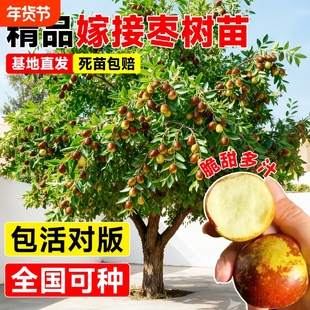 枣树活苗冬枣苗南北方种植嫁接冰糖沾化枣超甜特大号耐寒果树苗
