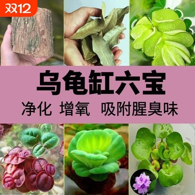 龟缸水生植物专用浮萍水草乌龟小房子晒台爬台躲避窝造景必备品