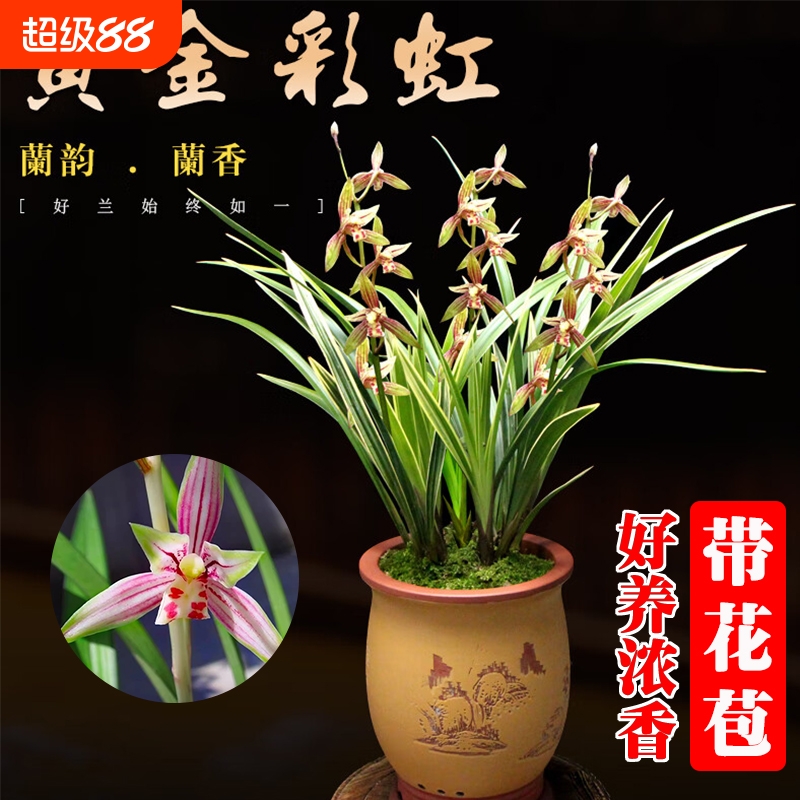 高端四季兰黄金彩虹带花苞金边建兰室内好养桌面盆栽浓香绿植花卉