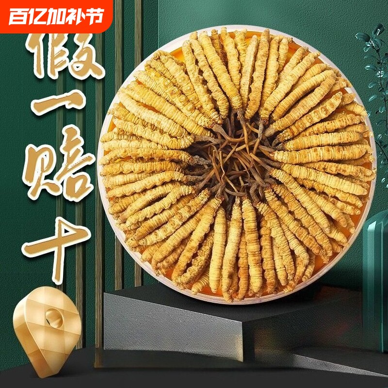 2026头期鲜草西藏那曲冬虫夏草头期干货高海拔干草正宗正品虫草