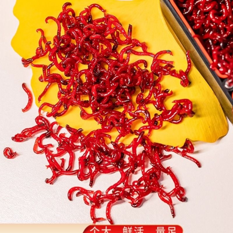 鲜活红虫活饵特大号黑头公虫活体喂鱼饵拉饵鲫鱼饵料蚯蚓钓鱼鱼饵