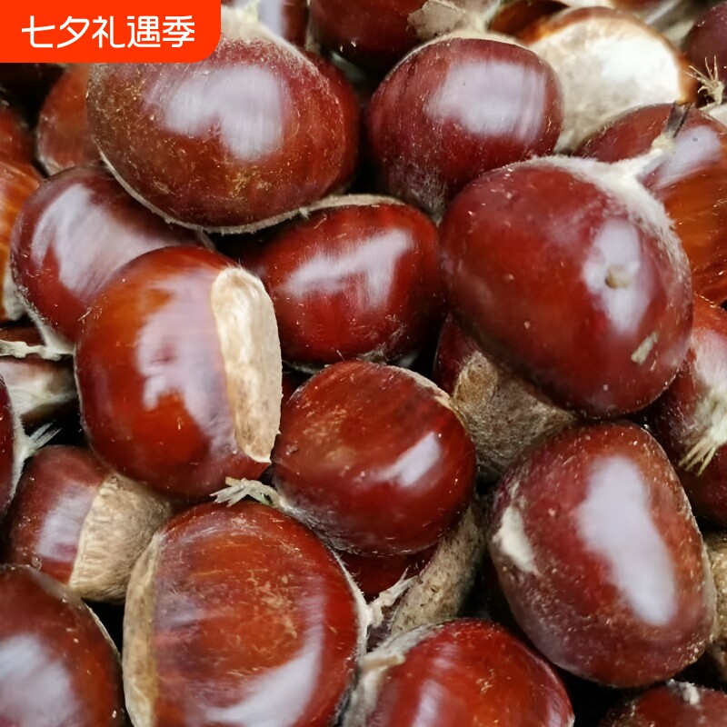 新货2025正宗迁西生栗子新鲜野生河北燕山大3113板栗油栗小毛板栗