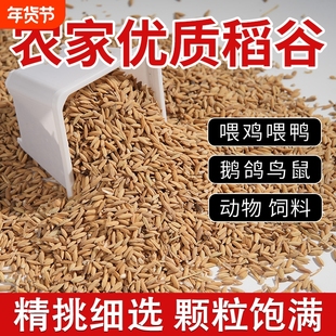 农家稻谷喂鸡鸭鹅仓鼠厂家直销批发带壳谷子粮食饲料酿酒优质水稻