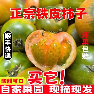 新鲜铁皮草莓柿子5斤应当季西红柿生吃水果碱地盘锦绿腚番茄蔬菜