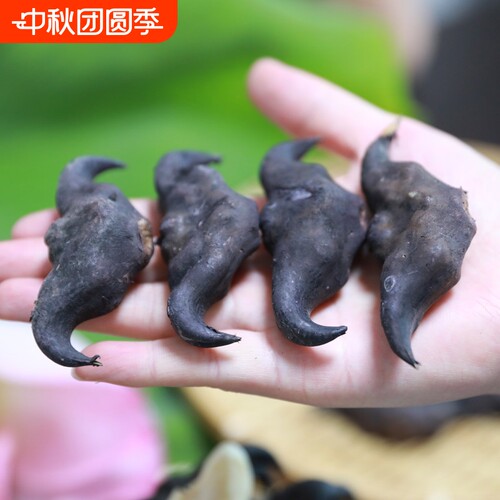 2026年新鲜菱角老菱角洪湖现摘