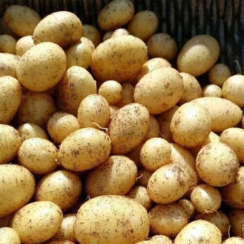 今年当季新土豆现挖贵州新鲜