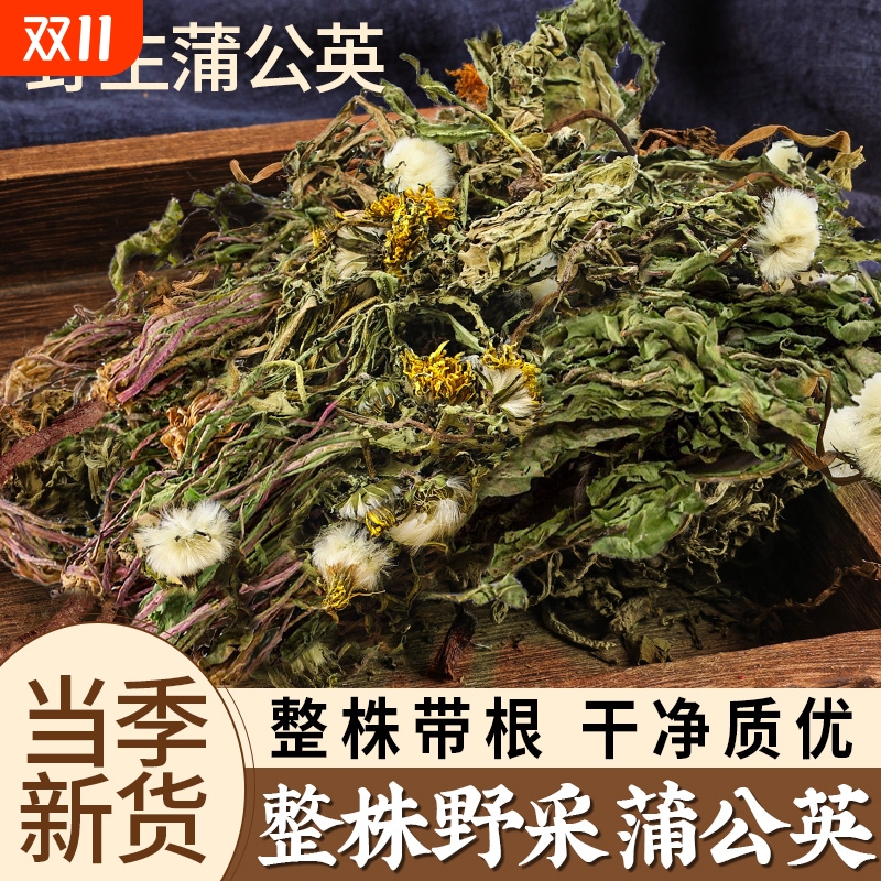 野生整棵蒲公英中药材蒲公英泡水泡茶搭配猫爪草夏枯草郁金煮水喝