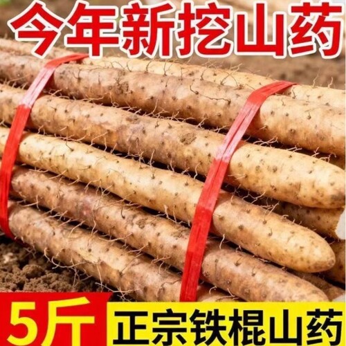 蠡县正宗铁棍山药小白嘴山药新鲜现挖淮山药品质精选农家自种
