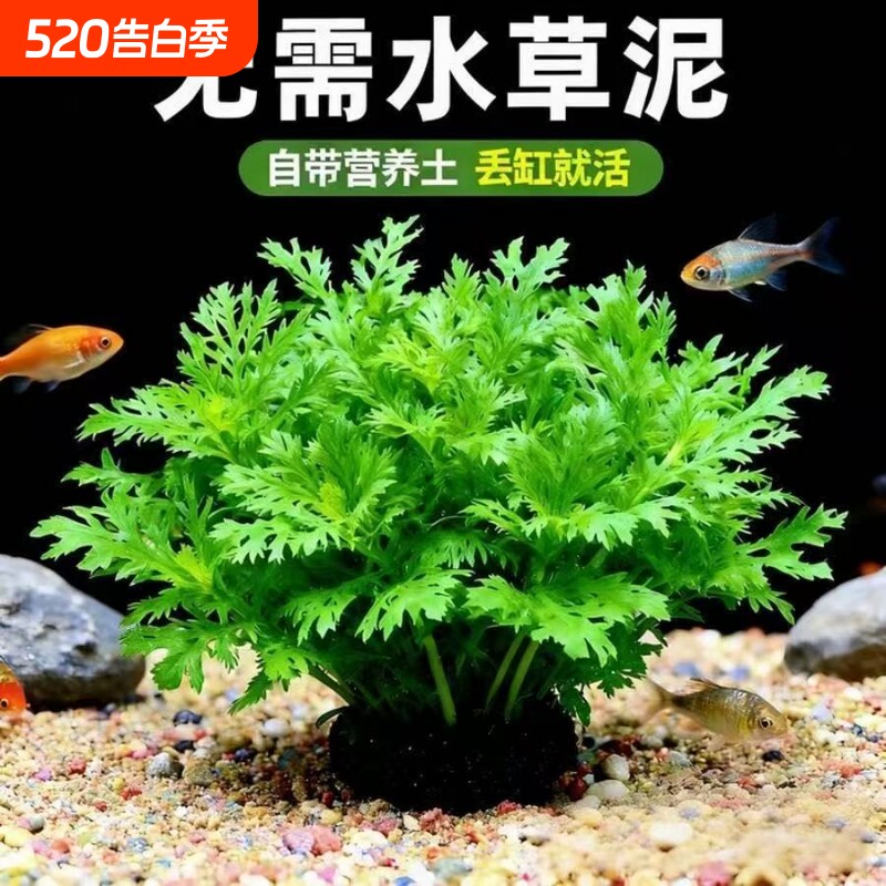 水罗兰坨草鱼缸造景水草植物绿植阴性古法养鱼新手懒人净水淡水