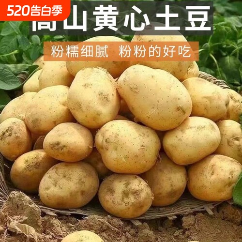 贵州威宁红皮黄心土豆10斤