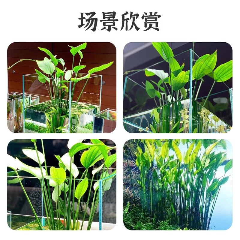 阿根廷皇冠鱼缸造景九冠水草