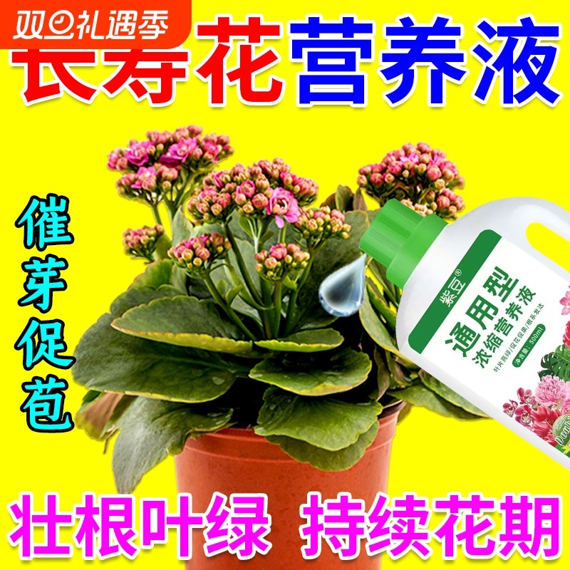 长寿花专用营养液促花肥专用肥开花肥料叶面肥氮磷钾通用型元素