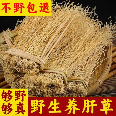 龙须养肝草护肝草广东韶关煲汤煮茶新鲜干货养肝金草丝线根熊胆草