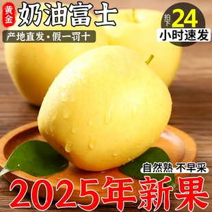 山东烟台黄金奶油富士苹果当季 帅奶油苹果9整箱时令鲜果 正宗黄元