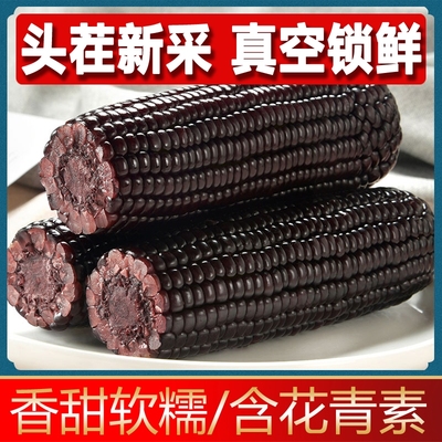 贝朗熊黑糯玉米2箱当季新玉米