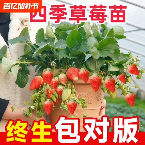 奶油草莓苗阳台盆栽|千人回购
