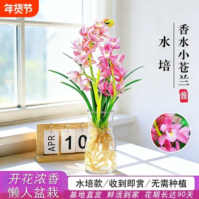 香水粉桃四季兰花|超5000次加购