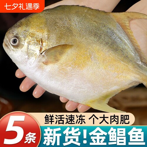 特大号金鲳鱼新鲜活冷冻金昌鱼深海鲳鱼平鱼海鲜水产整条批发鱼肉