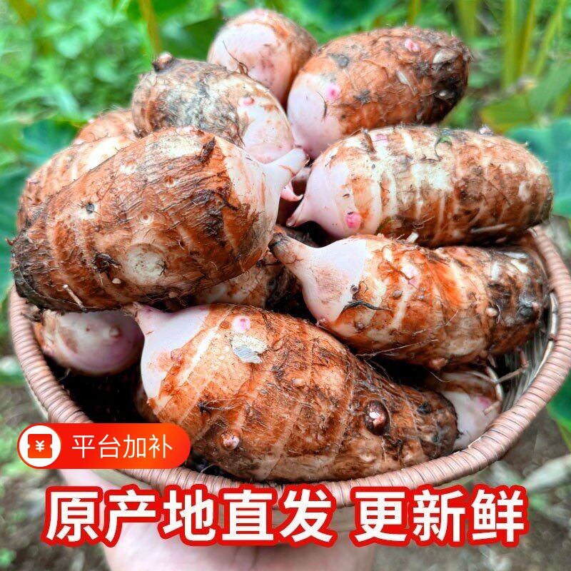 浙江金华红芽芋艿新鲜粉糯小芋头农家毛芋艿蔬菜包邮当季软糯生鲜